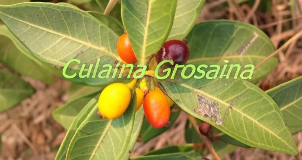 Culaina Grosaina: History, Uses, and Benefits