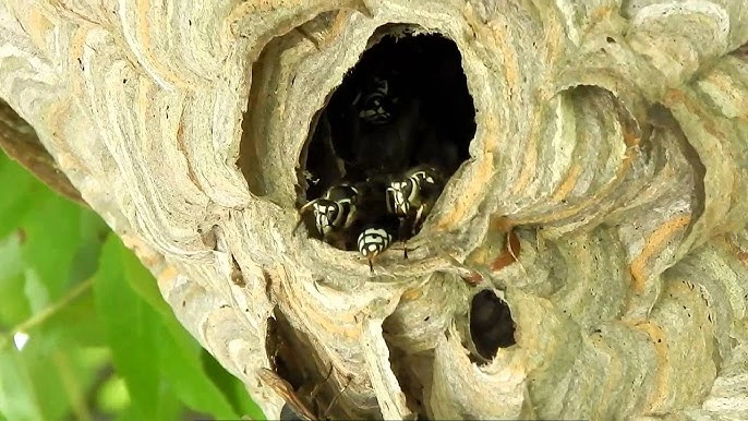 Your Complete Guide to a Bald Faced Hornet Nest