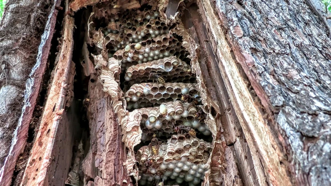 A Homeowner's Guide to the European Hornet Nest